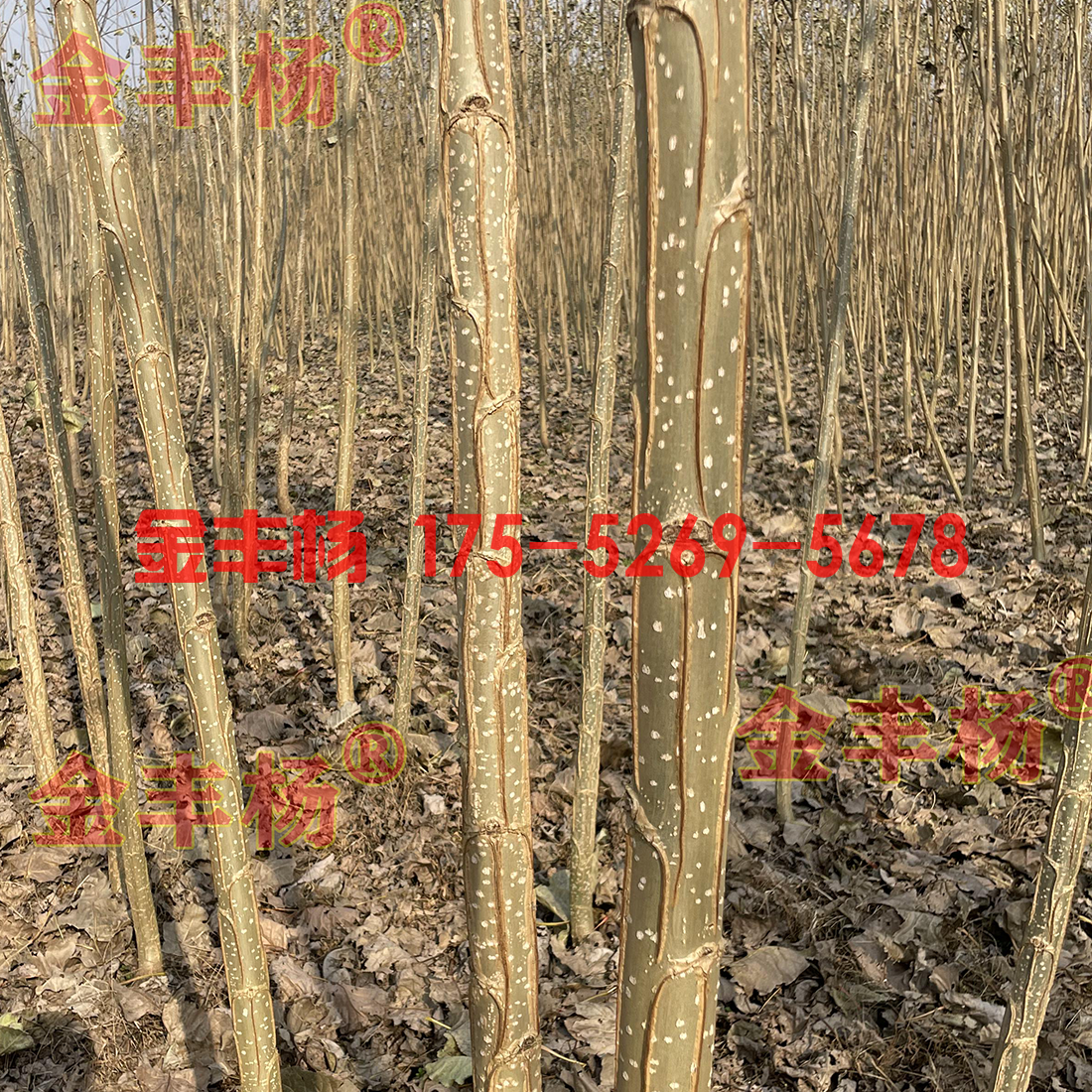 冬季的3804无絮杨
