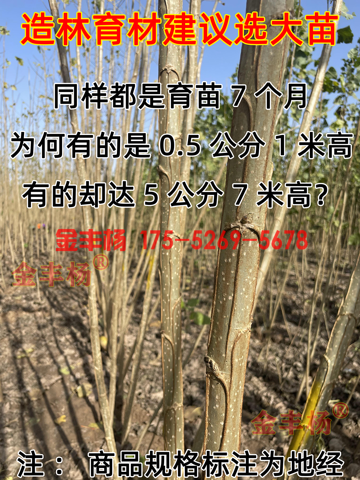 冬季的3812无絮速生杨