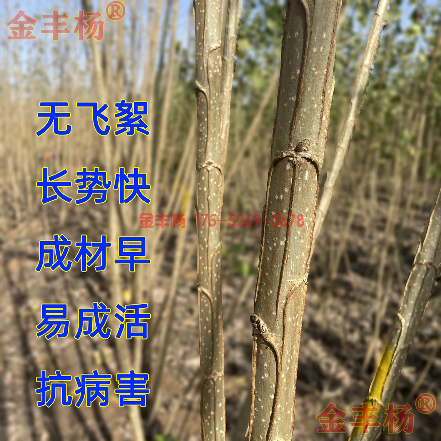 2公分2025无絮速生杨树苗