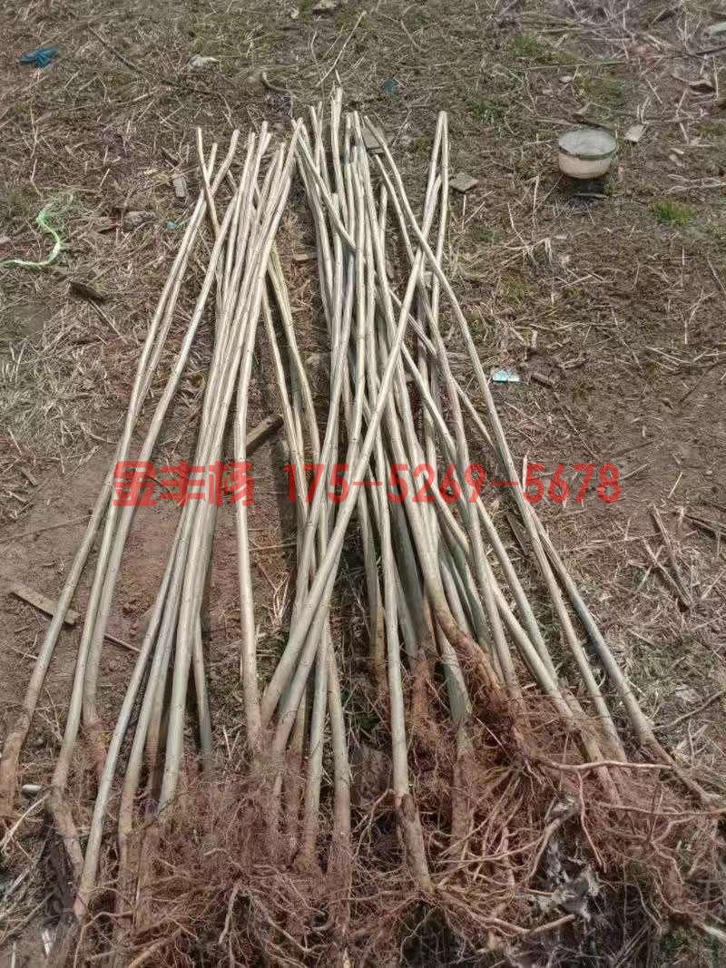 107杨树苗大量供应