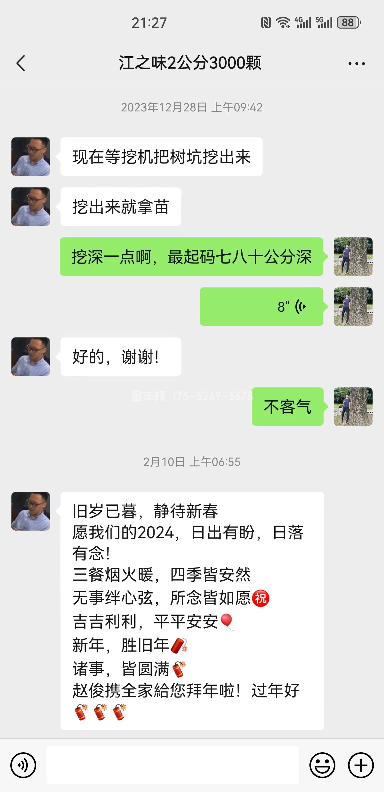 镇江客户购买金丰杨长势非常快