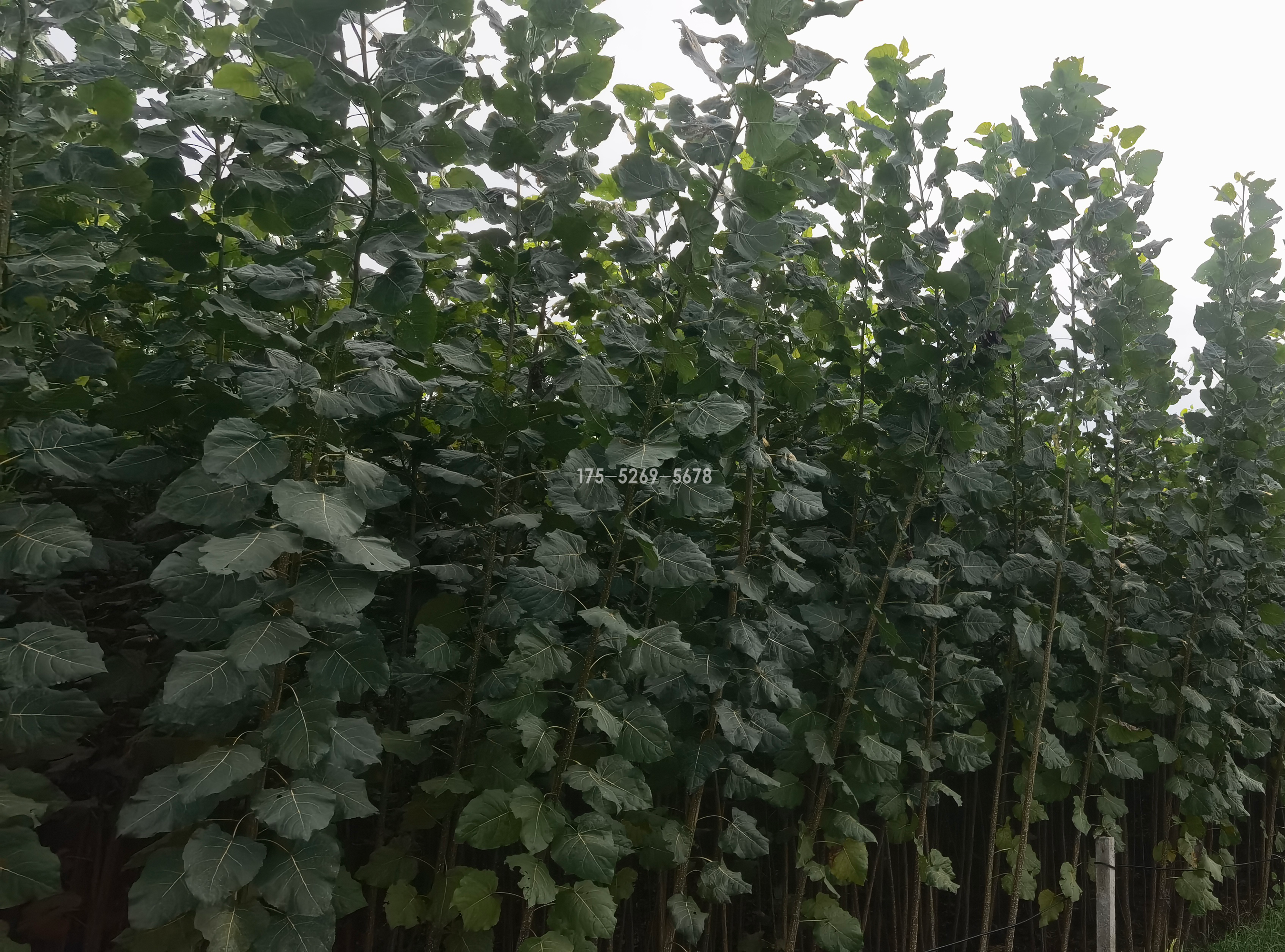 杨树什么时候可以种植(图1)