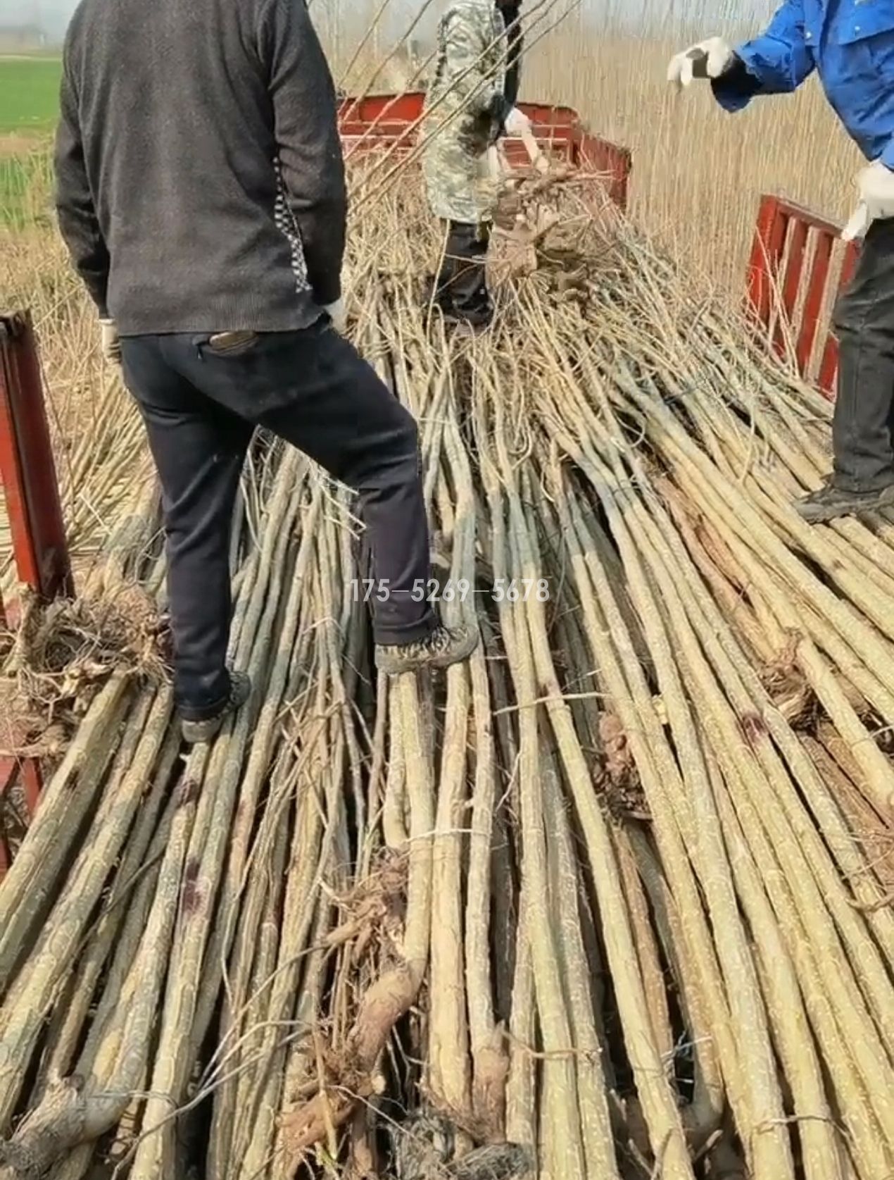 1.2万棵3公分3804无絮杨树苗发湖北(图1)