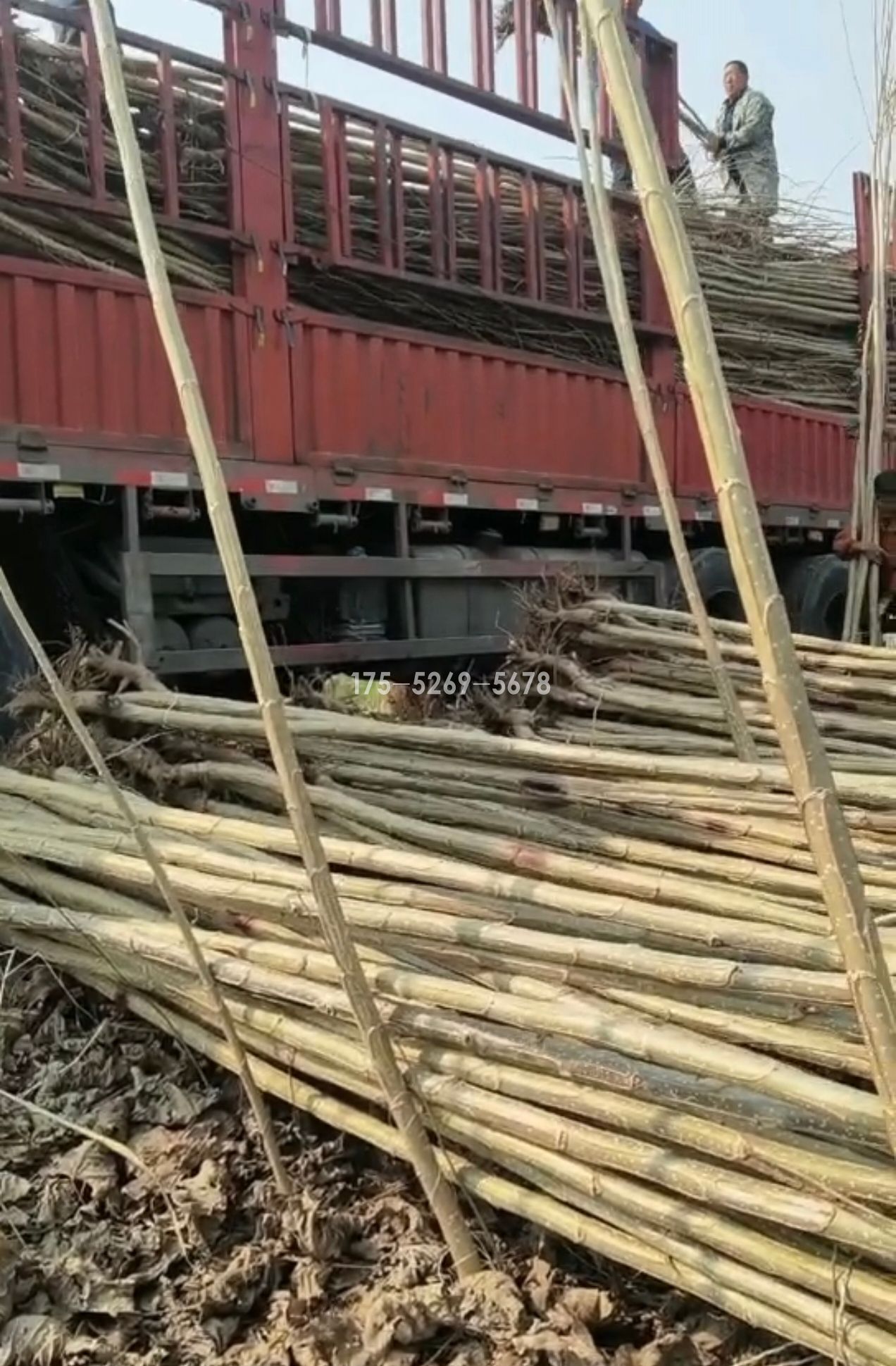 1.2万棵3公分3804无絮杨树苗发湖北(图2)