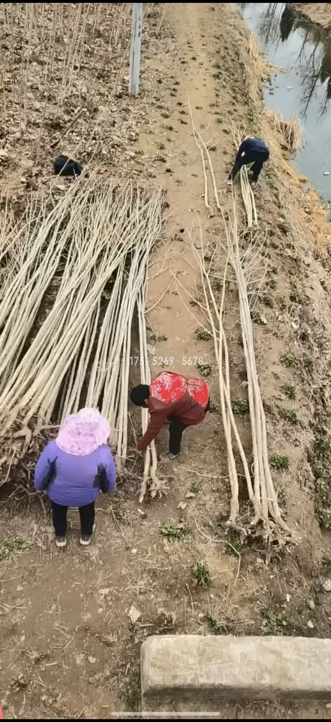 1.2万棵3公分3804无絮杨树苗发湖北(图5)