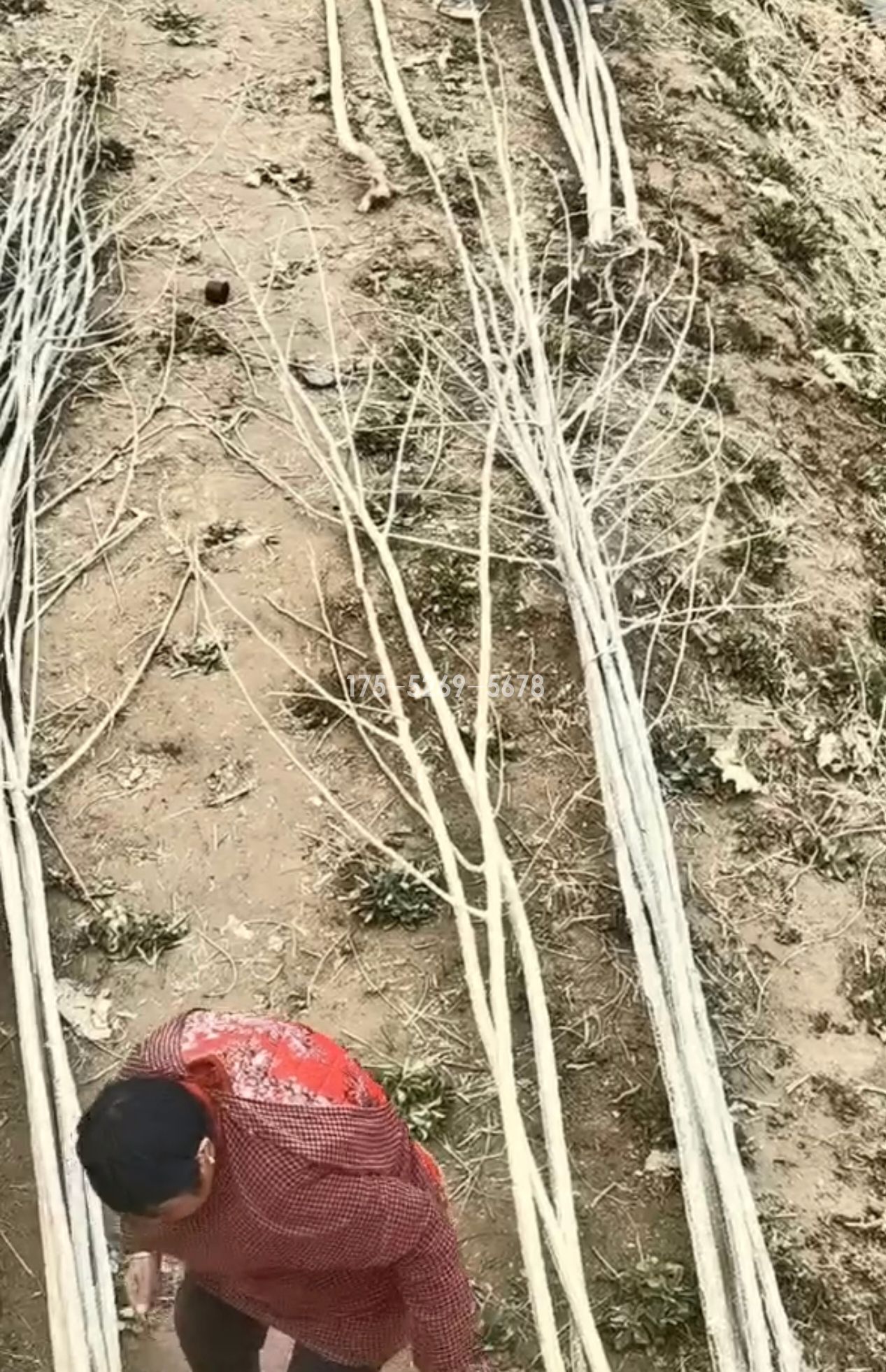 1.2万棵3公分3804无絮杨树苗发湖北(图4)