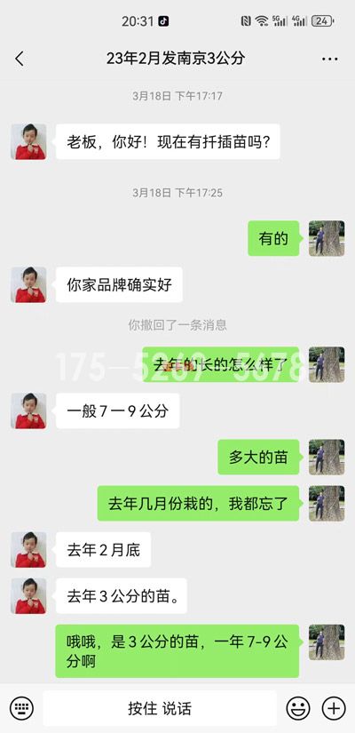 南京溧水当年米径9公分粗(图1)