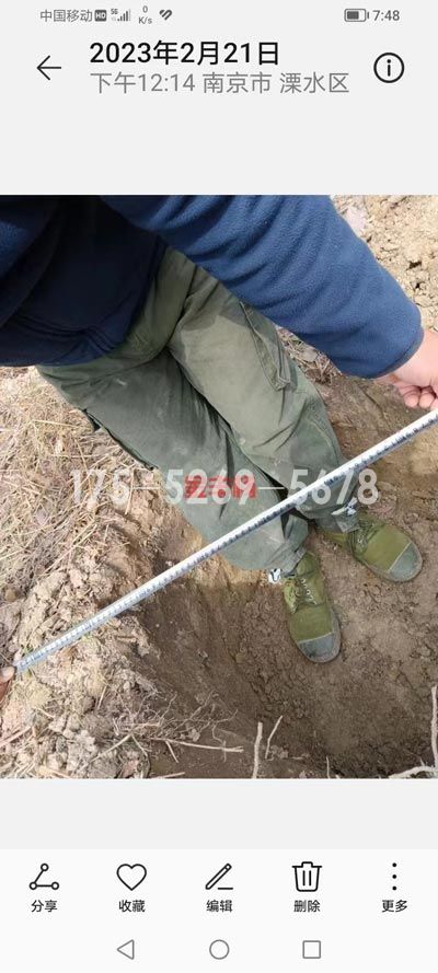 南京溧水当年米径9公分粗(图4)