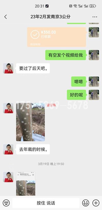 南京溧水当年米径9公分粗(图2)