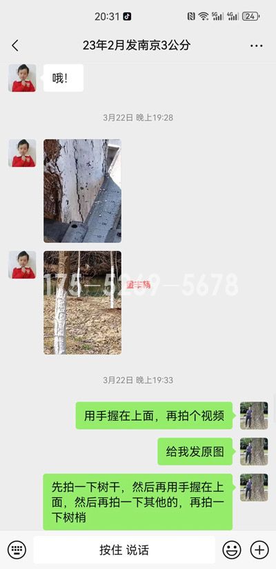 南京溧水当年米径9公分粗(图3)