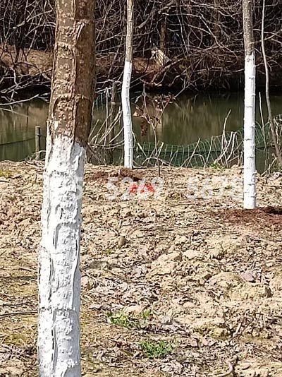 南京溧水当年米径9公分粗(图7)