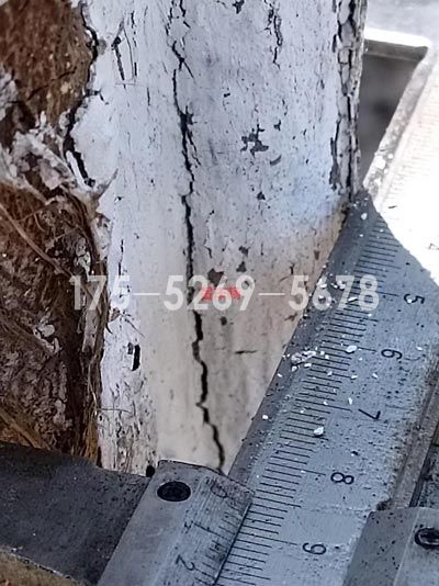 南京溧水当年米径9公分粗(图5)