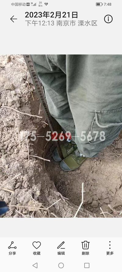 南京溧水当年米径9公分粗(图6)