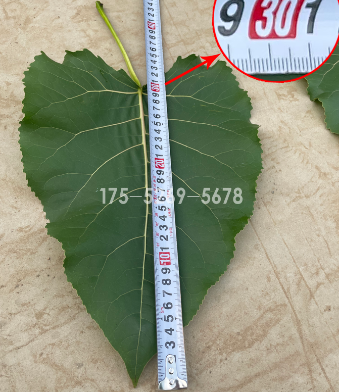 正宗3804无絮杨叶片大(图1)