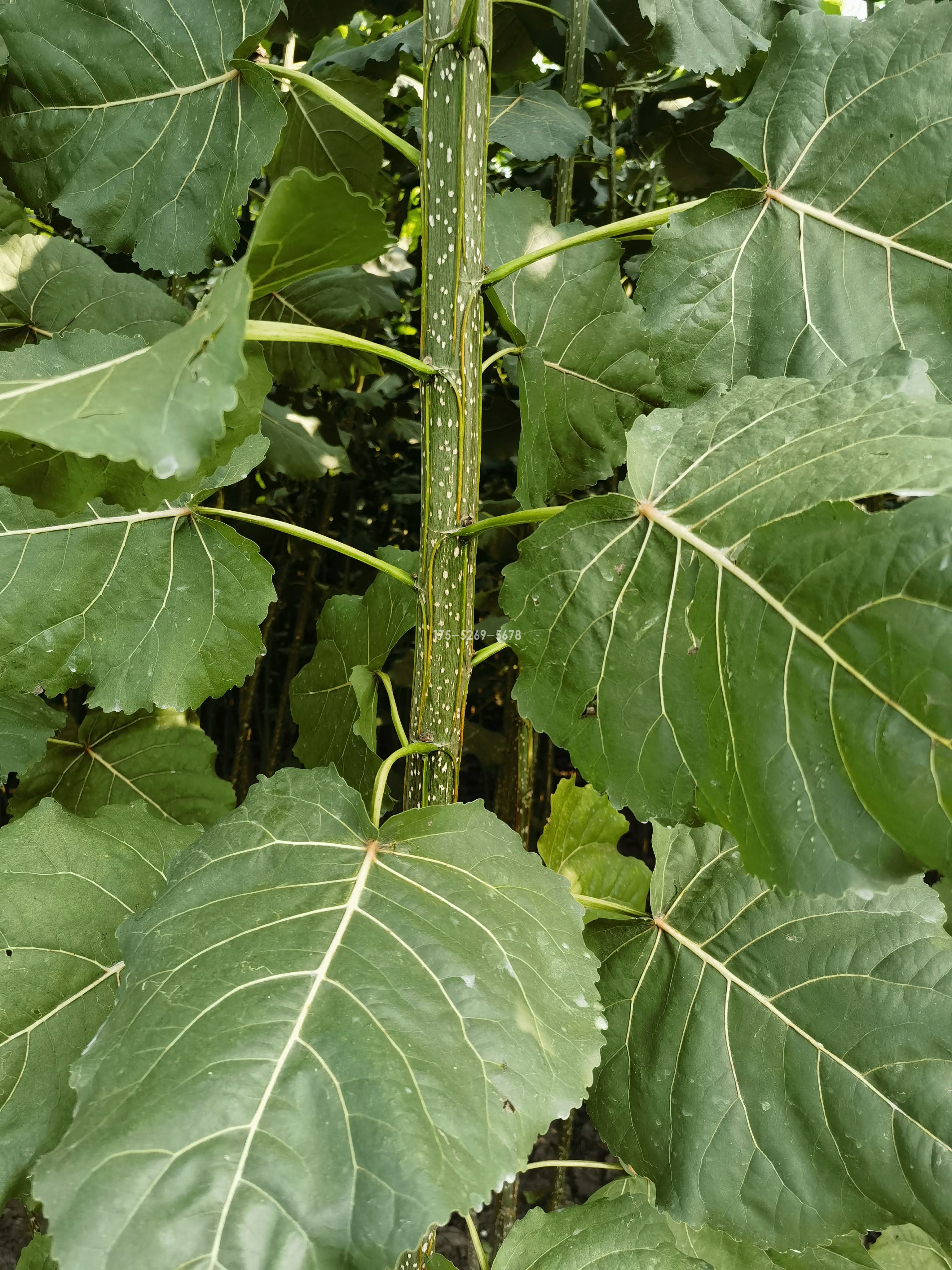 今年的3804长势很好(图1)