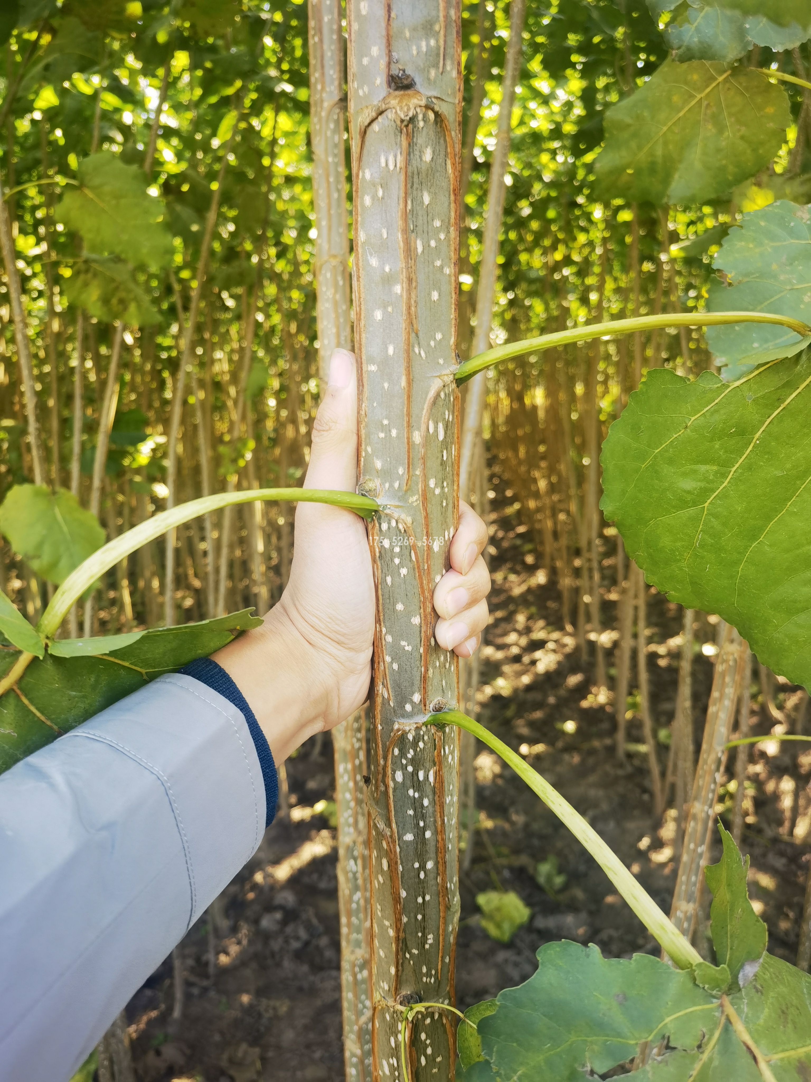 夏天的3412无絮杨(图1)