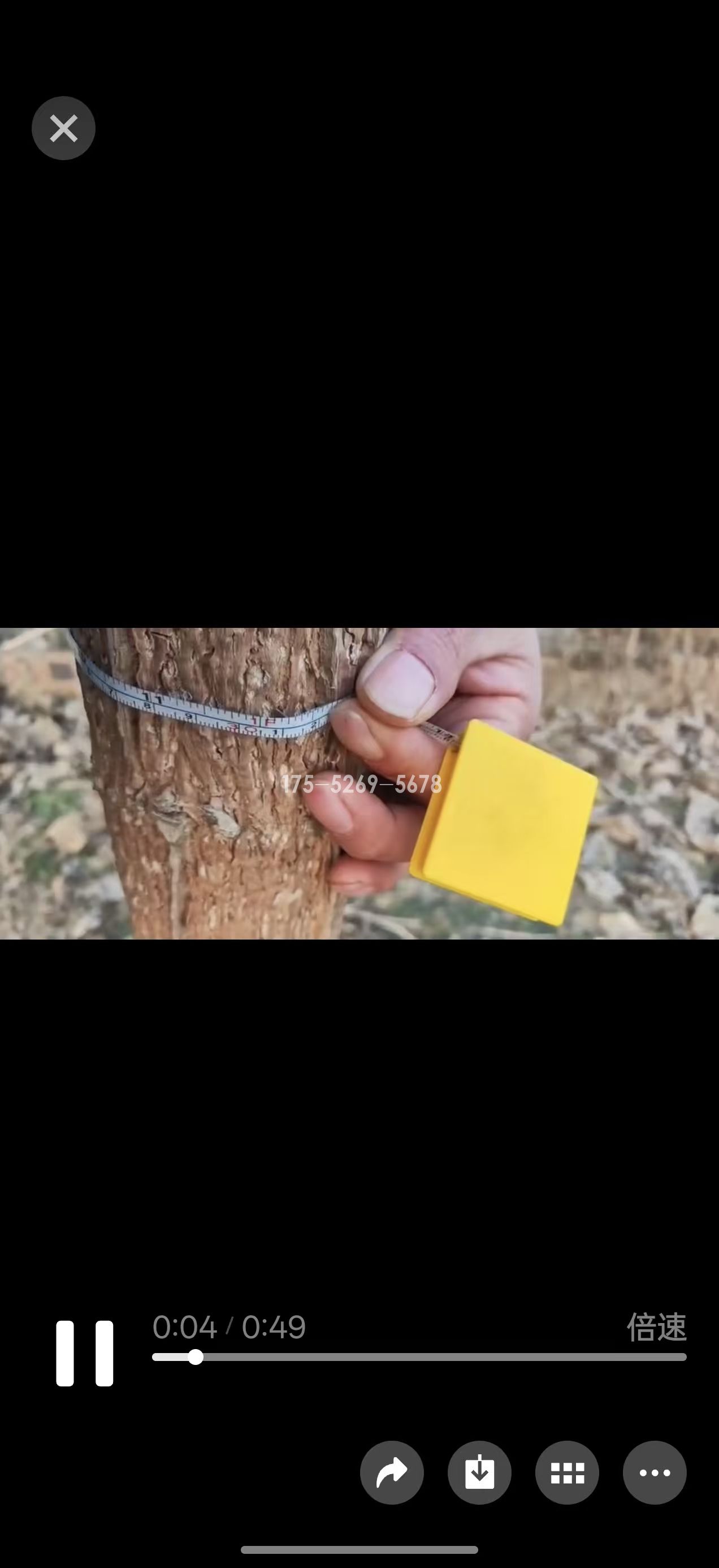 河南许昌李总当年11-12公分粗(图5)