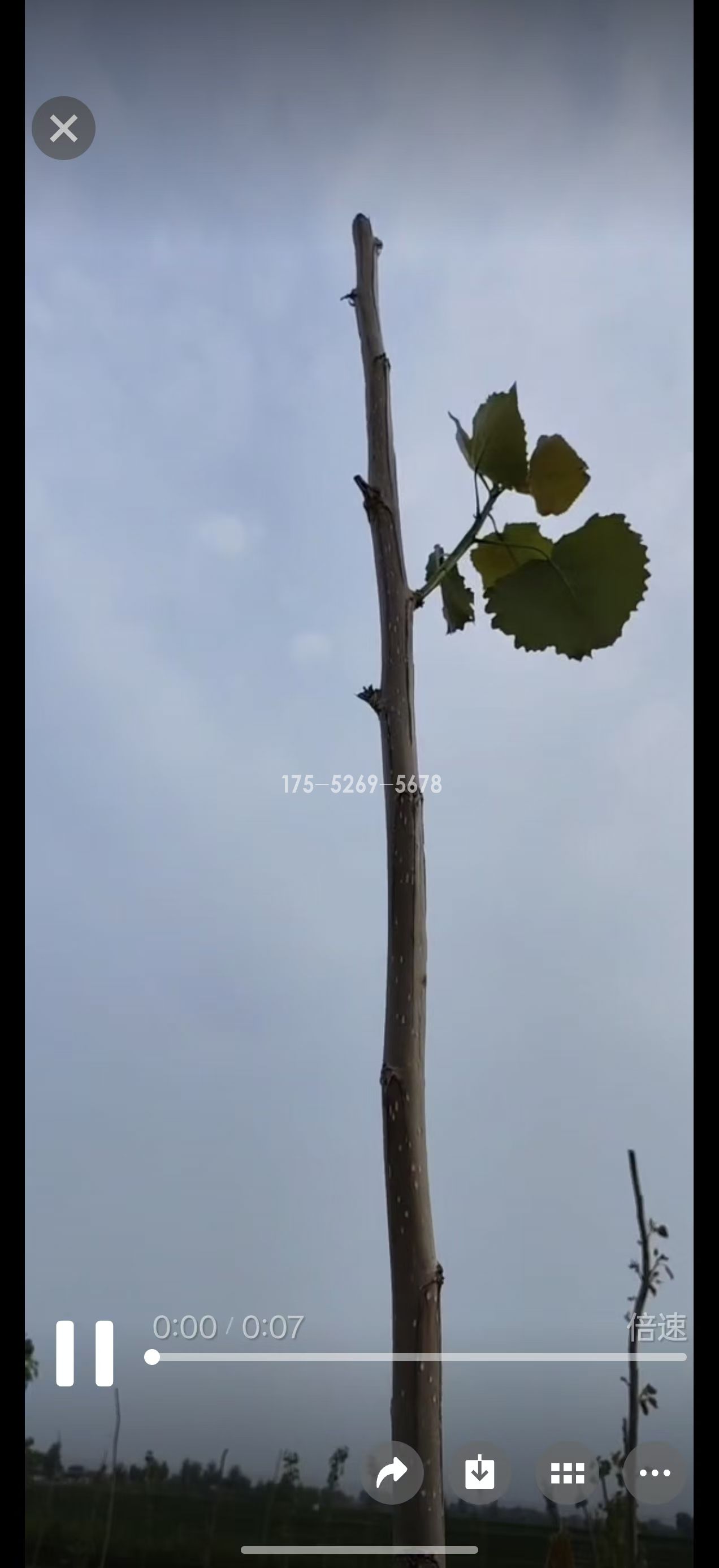 河南许昌李总当年11-12公分粗(图3)