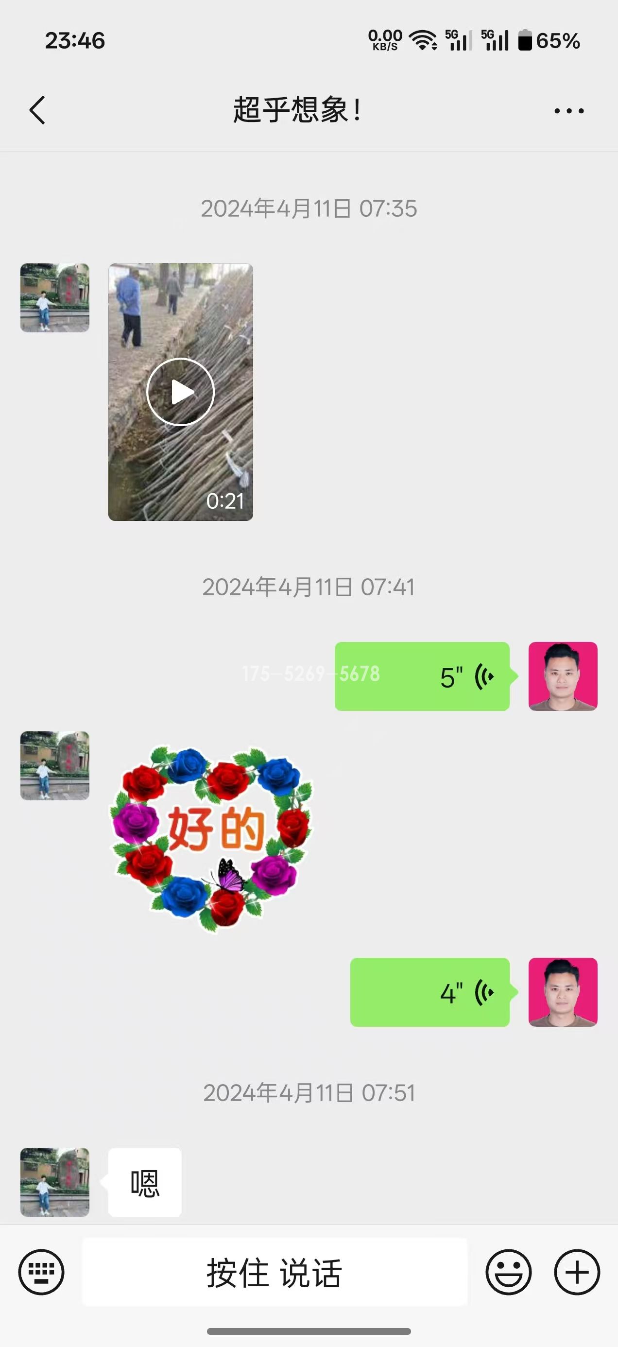 山东姚总当年米径8公分粗(图2)