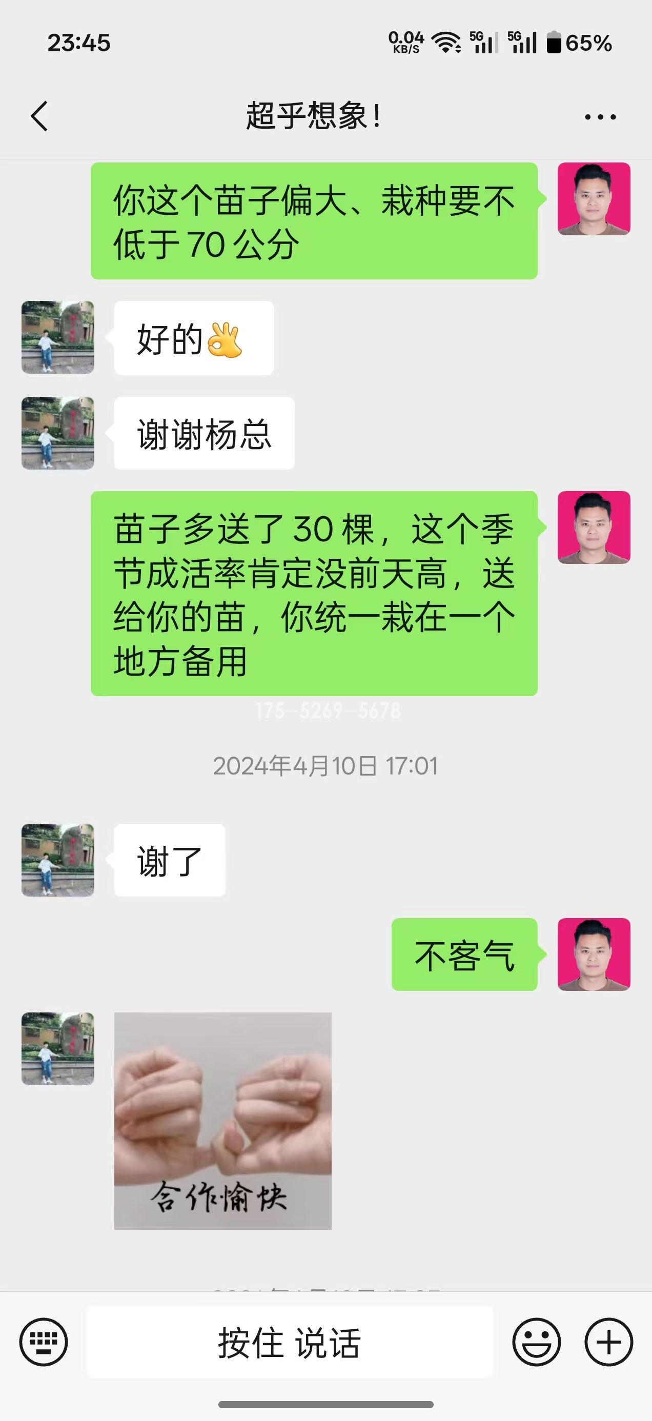 山东姚总当年米径8公分粗(图1)