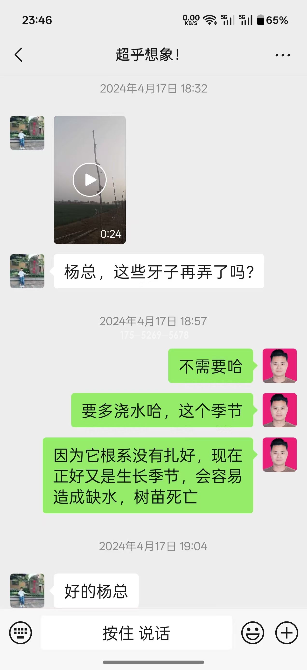 山东姚总当年米径8公分粗(图4)