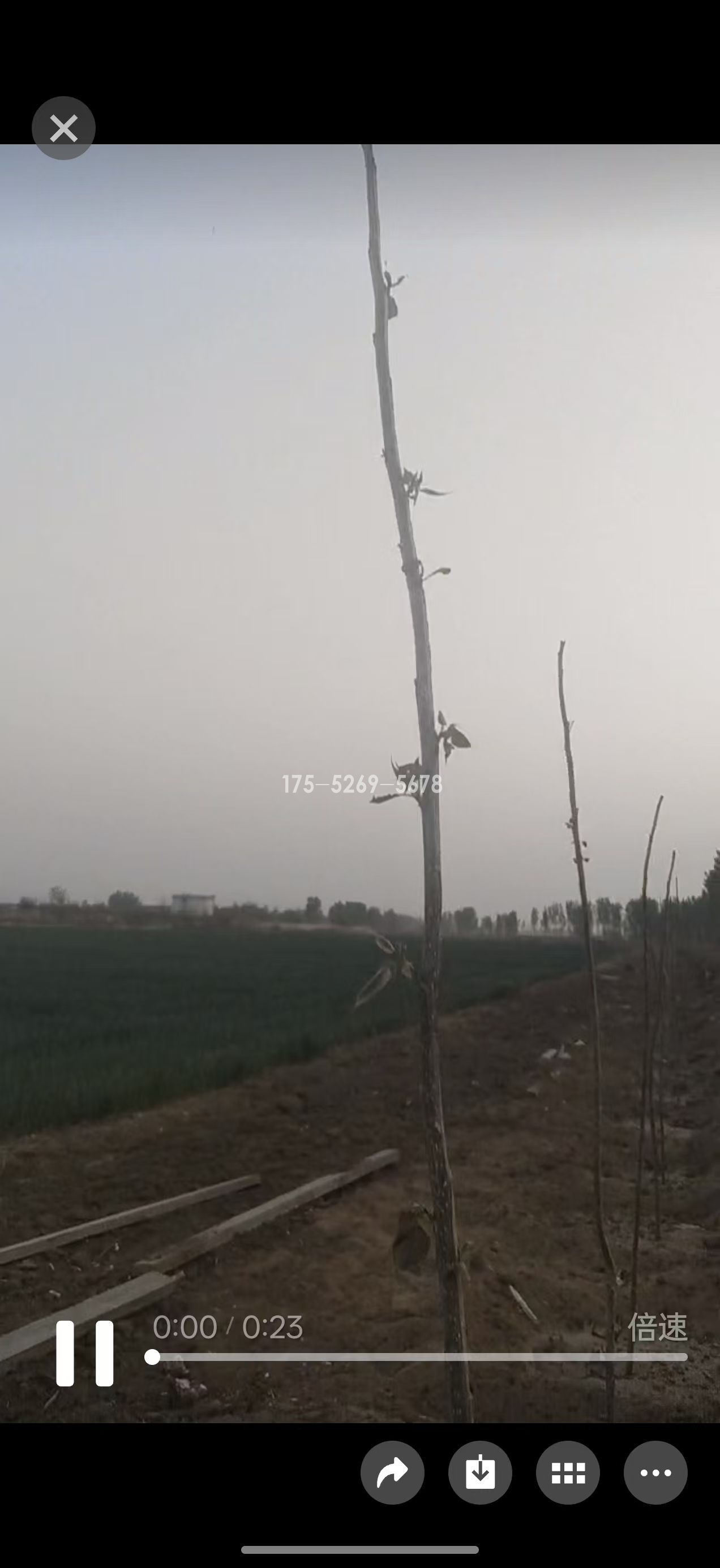 山东姚总当年米径8公分粗(图5)