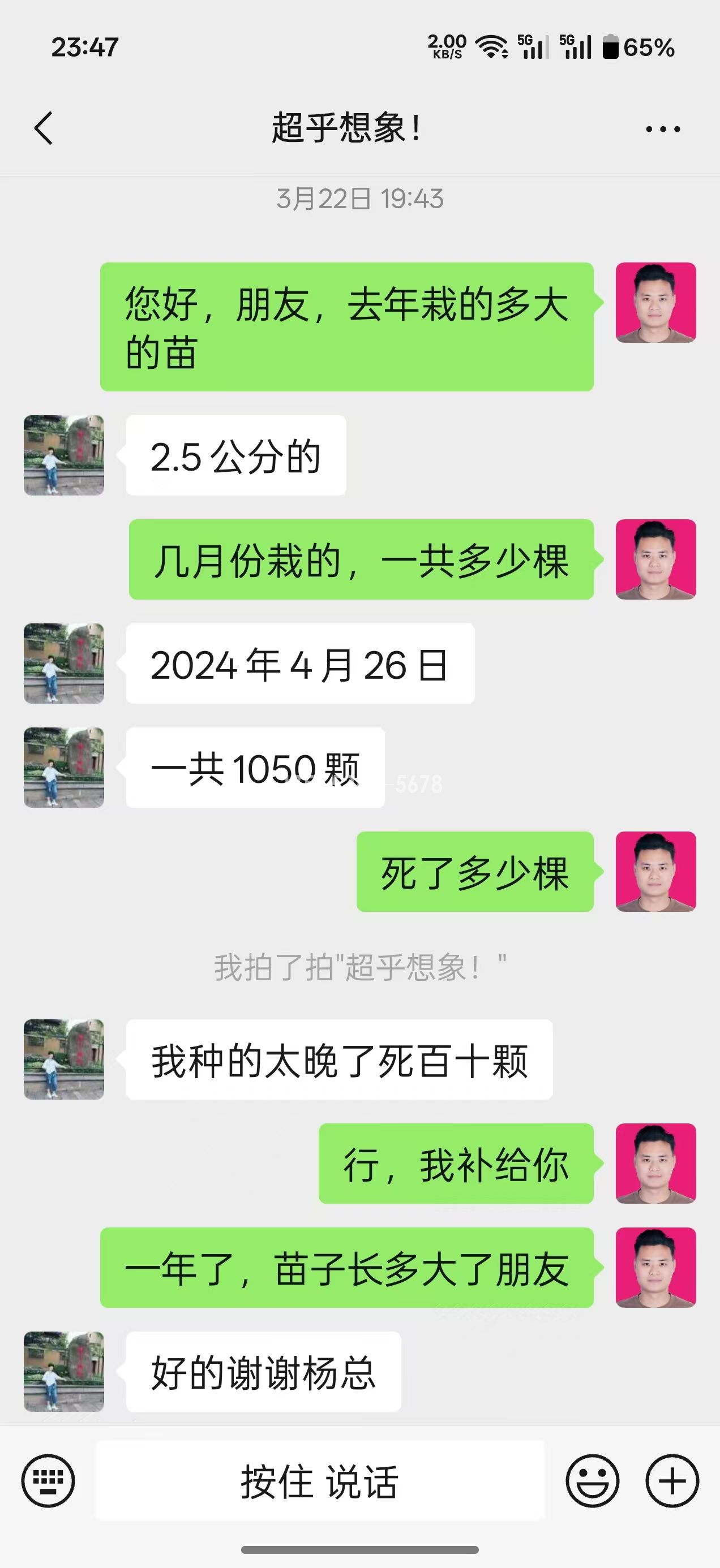 山东姚总当年米径8公分粗(图6)