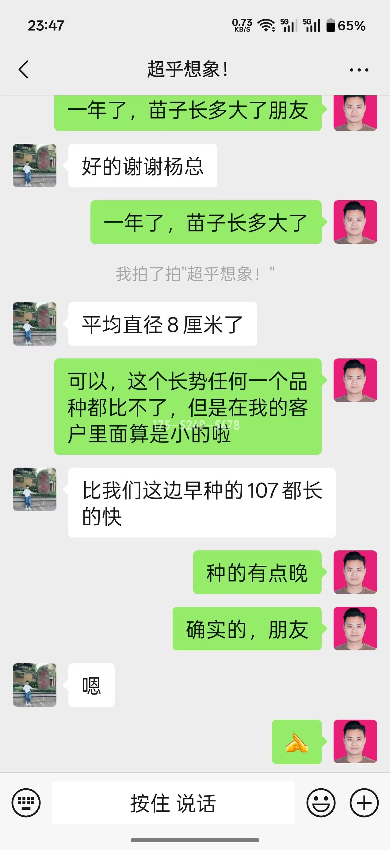 山东姚总当年米径8公分粗(图7)