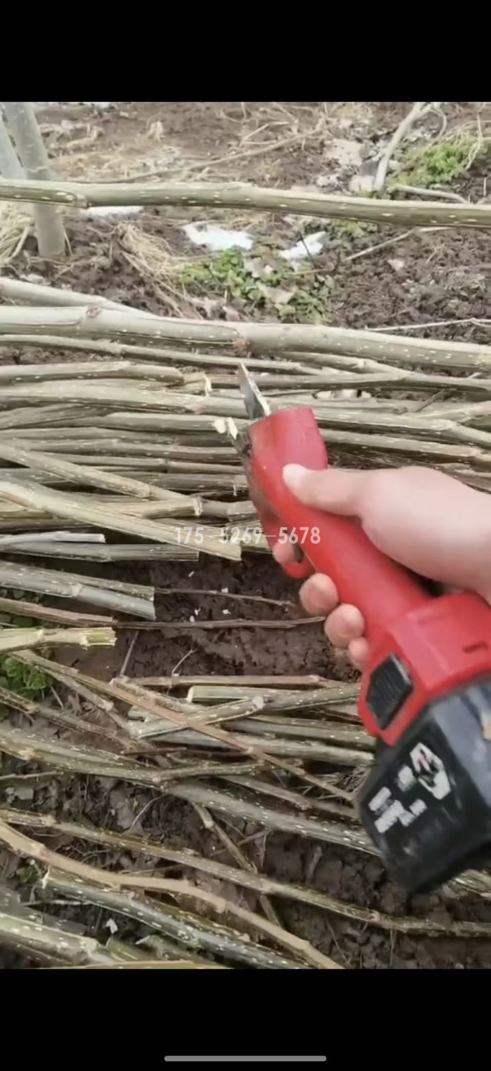 有机肥赵公子一年半15公分粗(图7)