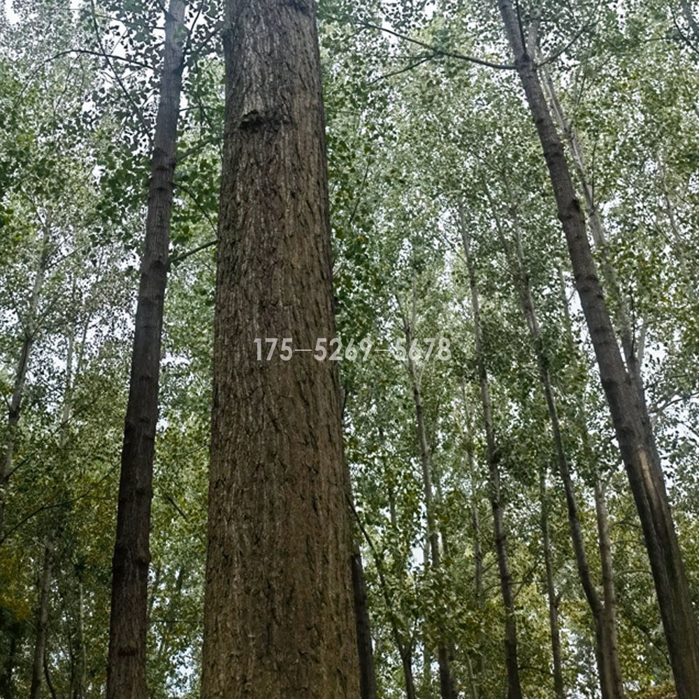3804无絮杨成材