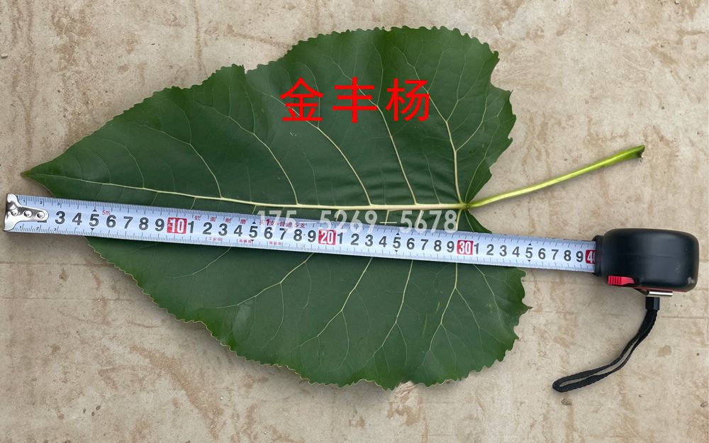 3804无絮杨的品种介绍(图4)