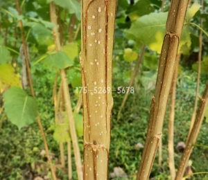 3804无絮杨的品种介绍
