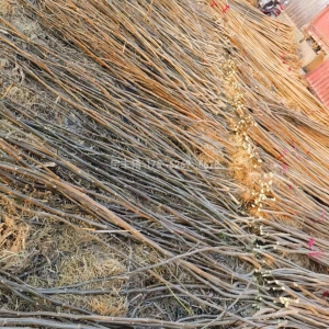 2公分2025无絮速生杨树苗