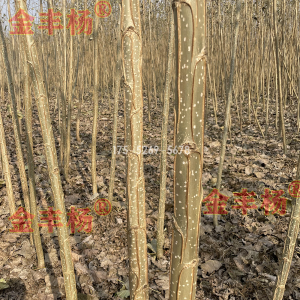 冬季的3804无絮杨