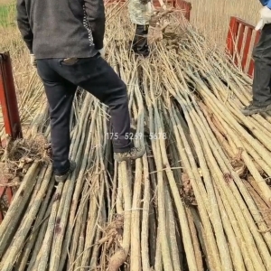 1.2万棵3公分3804无絮杨树苗发湖北