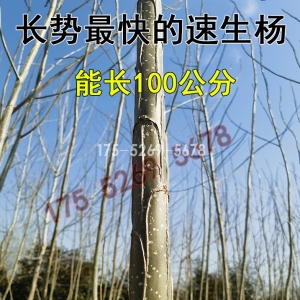 冬季的3412无絮速生杨