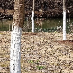 南京溧水当年米径9公分粗