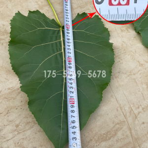 正宗3804无絮杨叶片大