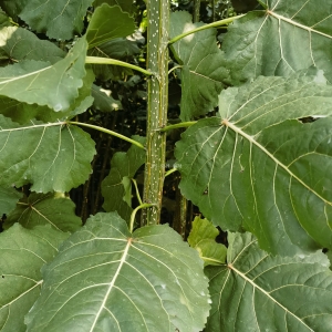 今年的3804长势很好