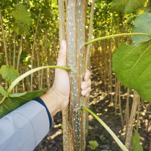 夏天的3412无絮杨