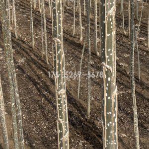 这才是2025无絮杨