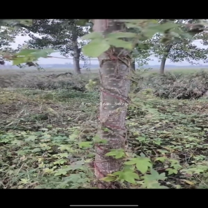 山东潍坊梁总当年长到9公分粗