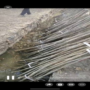 山东姚总当年米径8公分粗