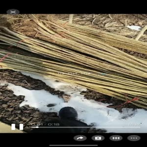 有机肥赵公子一年半15公分粗