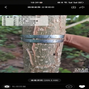 河南客户反馈当年8公分粗