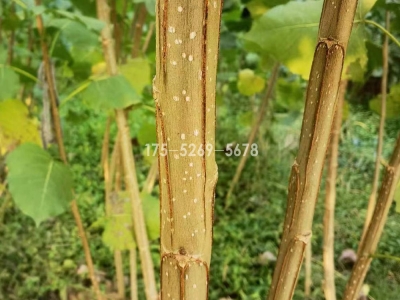 3804无絮杨的品种介绍